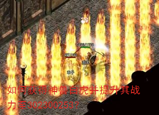 如何获得神兽白虎并提升其战力至302300253? 如何获得神兽白虎并提升其战力至302300253?
